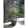 Lavender Deco Pot 2 Gallons