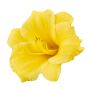 1 Gallon Deluxe Daylily