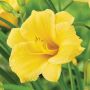 1 Gallon Deluxe Daylily