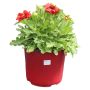 Vivaces assorties avec pot de couleur 2  gallons