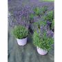 Vivaces assorties avec pot de couleur 2  gallons