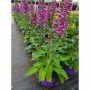 Vivaces assorties avec pot de couleur 2  gallons