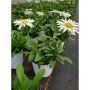 Vivaces assorties avec pot de couleur 2  gallons