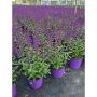 Vivaces assorties avec pot de couleur 2  gallons