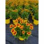 Vivaces assorties avec pot de couleur 2  gallons