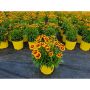 Vivaces assorties avec pot de couleur 2  gallons
