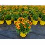 Vivaces assorties avec pot de couleur 2  gallons