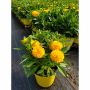 Vivaces assorties avec pot de couleur 2  gallons