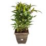 Asiatic Lily in 9” Deco Pot