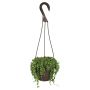 6" Succulent Hanging Basket