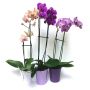 5" Orchid in Ceramic Pot