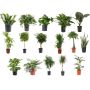 Plante tropicale 10 po première qualité