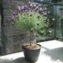 1 Gallon Lavender Tree Deco Pot