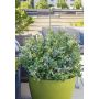 2 Gallon Bushel & Berry Assorted