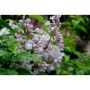 3G Beauty of Moscow Common Lilac