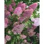 2 Gallon Strawberry Sunday Hydrangea
