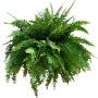 10" Hanging Foliage