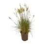 Ornamental Landscape Grass Assorted 1G