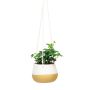 5" White and Natural Cylinder Pot