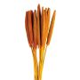 Cigar Millet Stem