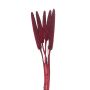 Cigar Millet Stem