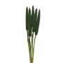 Cigar Millet Stem