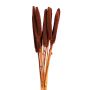 Cigar Millet Stem