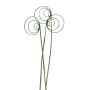 Cane Circle Stem