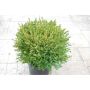 Green Gem Boxwood 3G