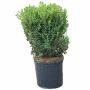 Green Mountain Boxwood 3G