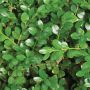 Green Mountain Boxwood 3G