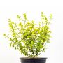 Euonymus Emerald N Gold 1 gal