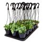 Assorted 9 cm Succulents