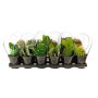 Assorted 8" Cacti and Succulents