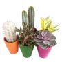 Cactus 9cm Assortment