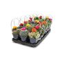 Cactus 9cm Assortment