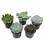 Succulent 9cm Assortment
