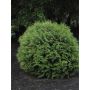 Little Giant Dwarf Eastern Cedar 2G