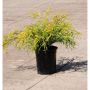 Golden Mop False cypress 1G