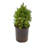 Dwarf Alberta Spruce 1G