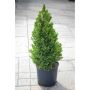 Dwarf Alberta Spruce 2G