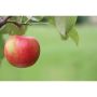 Apple 4-In-1 Combo 7G