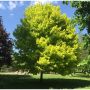 Princton Gold Maple Tree 7G