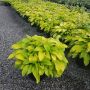 Hostas de luxe assorties 5 gal