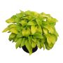 Hostas de luxe assorties 5 gal