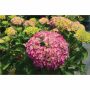 Hydrangea Endless Summer Bloomstruck 5G