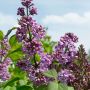 Common Lilac 3G
