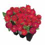 Plantes annuelles assorties 9/pqt