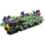Plantes annuelles assorties 9/pqt