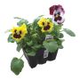 Plantes annuelles assorties 9/pqt